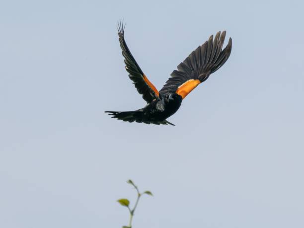 istock Male red-winged blackbird during flight. Agelaius phoeniceus. 1503354486