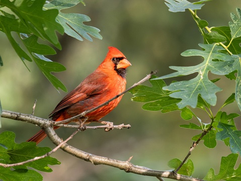 A male northern cardinal perched on the branch of a tree with lush green leaves.