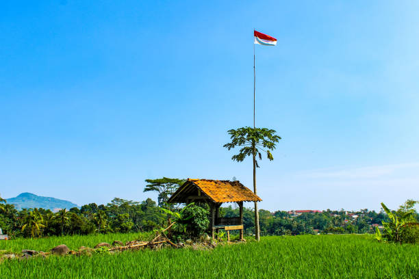 istock view of rural area with green rice fields and blue sky 1503354649