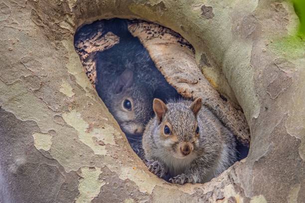 Closeup shot of two squirrels looking outwards from their nest.