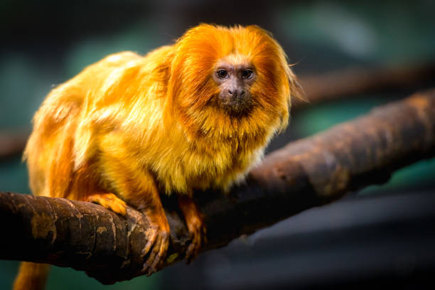 Golden lion tamarin in its enclosure.