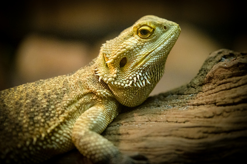 The doctor veterinarian herpetologist makes a syringe injection inoculation of a Bearded Dragon (Agama lizard).