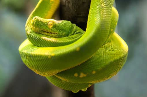 The green tree python (Morelia viridis) is a species of python native to New Guinea, islands in Indonesia, and Cape York Peninsula in Australia. Described by Hermann Schlegel in 1872, it was known for many years as Chondropython viridis. As its name suggests, it is a bright green snake that can reach 2 metres in length and 1.6 kg in weight, with females slightly larger and heavier than males.