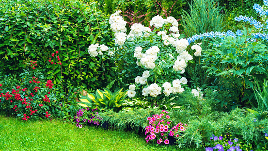Mixed border ideas for a garden with your own hands. Beautiful landscaping of home garden with copy space photo. Mixed border design with garden roses, delphiniums, junipers, hostas. Landscaping ideas