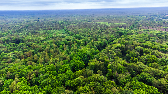 Aerial view on green beech forest