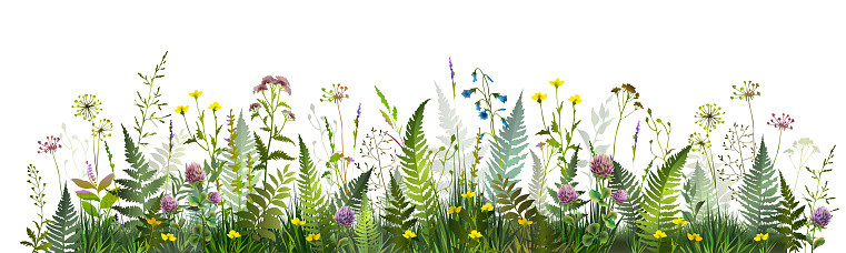 Colorful summer field with fern leaves, meadow herbs and flowers. Vector illustration.