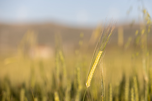 Spikes of ripe wheat in sun close-up with soft focus. Beautiful cereals field in nature on sunset, shining sunlight.