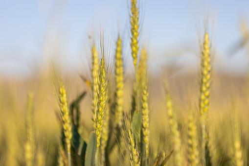 Close up of green wheat field at sunset.