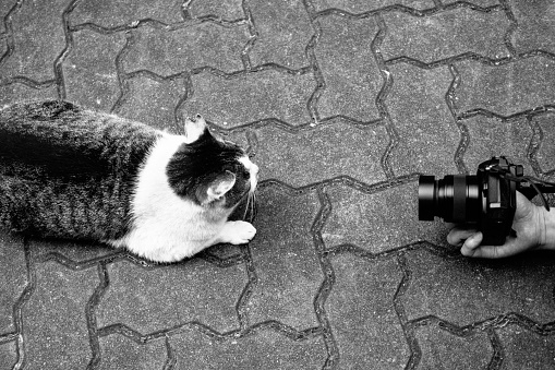 cat and camera