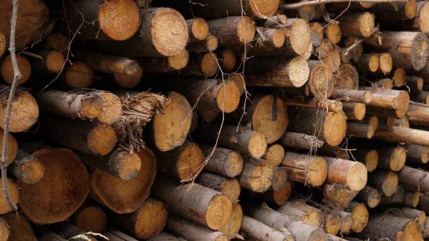 istock Wooden Logs Stacked In The Woods 1503359796