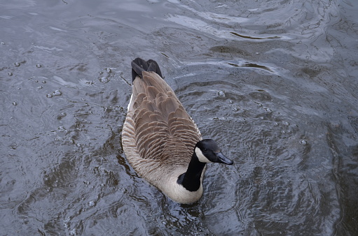 Canadian Goose feeding in the marshland.