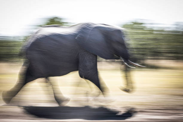 istock A long exposure image of an  African elephant walking towards a water hole. 1503360964