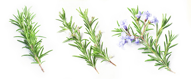 Rosemary sprigs. Blooming rosemary. Set of watercolor illustrations. Design elements.