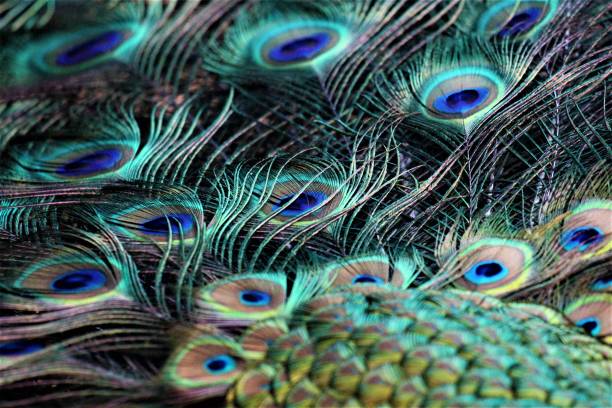 istock Closeup shot of peacock feathers 1503362834
