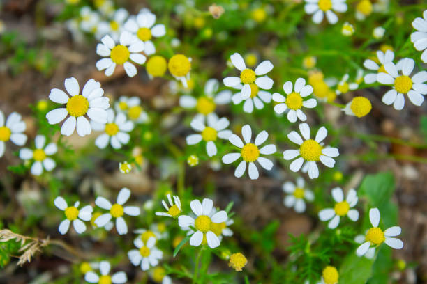 istock Beautiful daisies in a meadow 1503362868