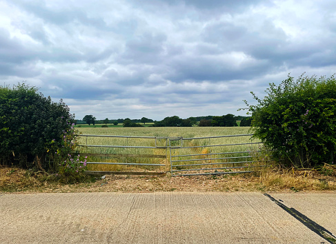View of a crop field in Norfolk