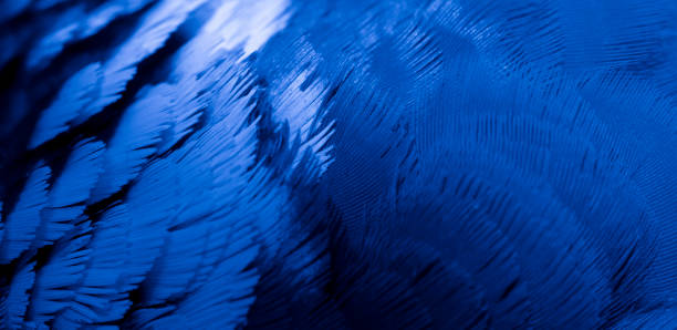 istock blue feather pigeon macro photo. texture or background 1503364809