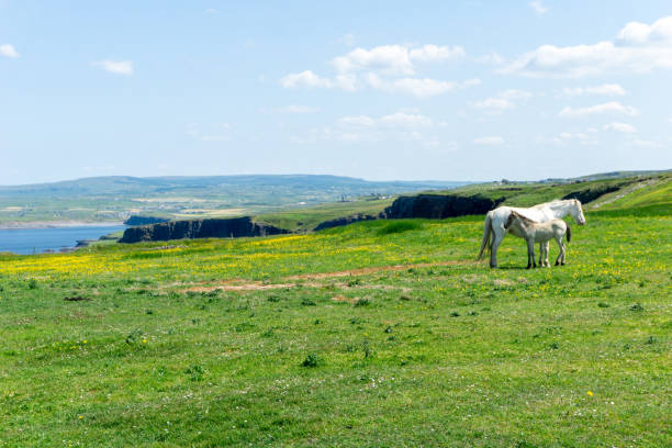 Panoramic view of Cliffs of Moher on a sunny day in Burren, Ireland