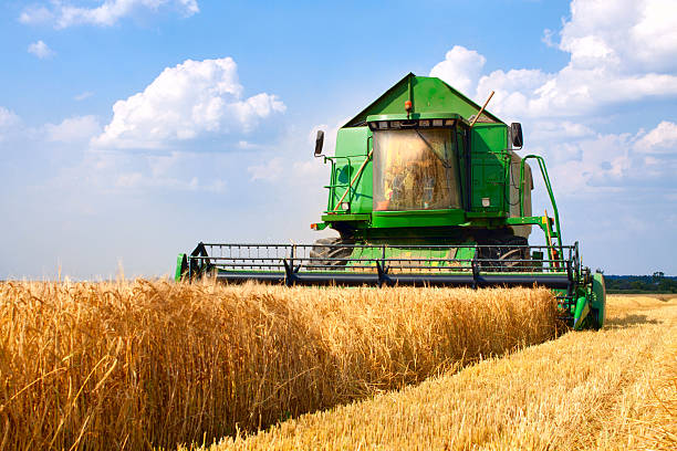 チェックアウト - field landscape green wheat ストックフォトと画像