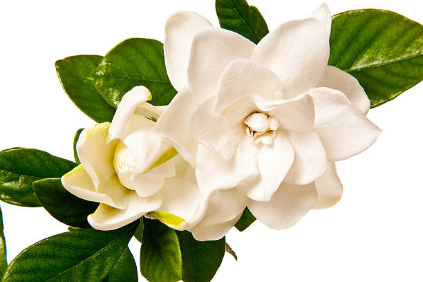 Gardenia Blossom Isolated on a Pure White Background stock photo