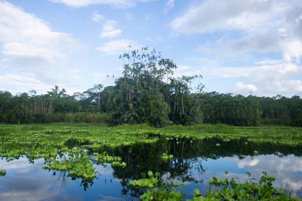 istock Views from the Cuipari Lake in Peruvian Jungle. 1503366492