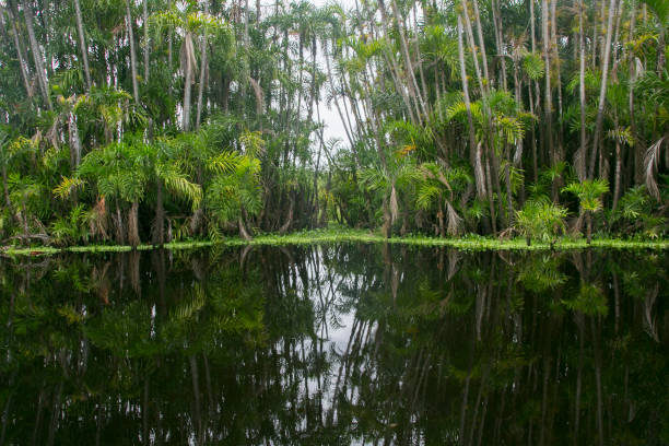 istock Views from the Cuipari Lake in Peruvian Jungle. 1503367050