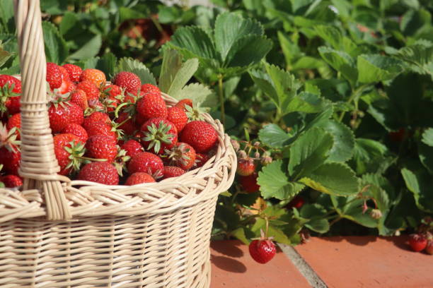 istock Basket full of strawberries 1503367129