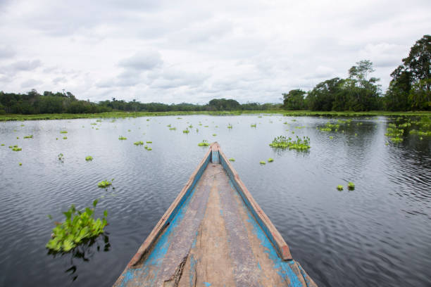 istock Views from the Cuipari Lake in Peruvian Jungle. 1503367190