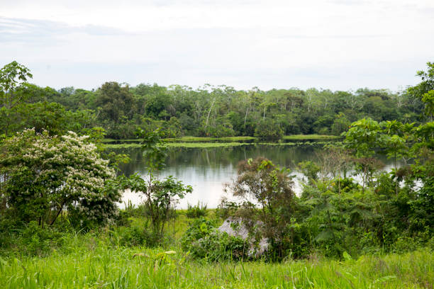 istock Views from the Cuipari Lake in Peruvian Jungle. 1503367193