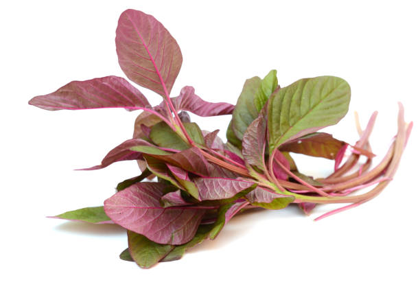 istock Cheera Pachadi Red Indian Spinach vegetable on white 1503367586