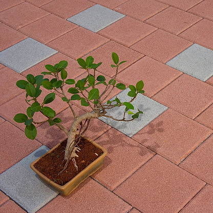 Beautiful Bonsai plant pot on Concrete Paving Tiles Stones
