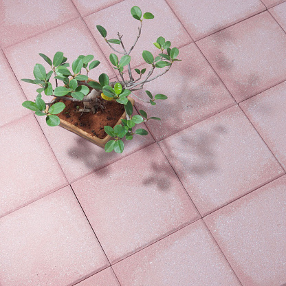 Beautiful Bonsai plant pot on Concrete Paving Tiles Stones