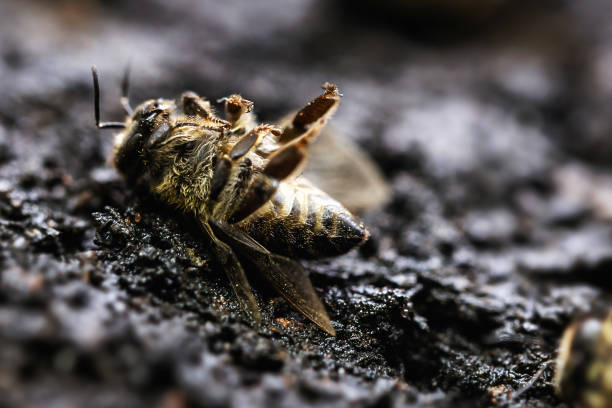 makro obraz martwej pszczoły na liściu upadającego ula, nękanego upadkiem upadku i innymi chorobami, stosowaniem pestycydów w środowisku i kwiatach. - czerwonki zdjęcia i obrazy z banku zdjęć