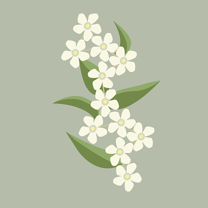 Floral image of a jasmine twig.