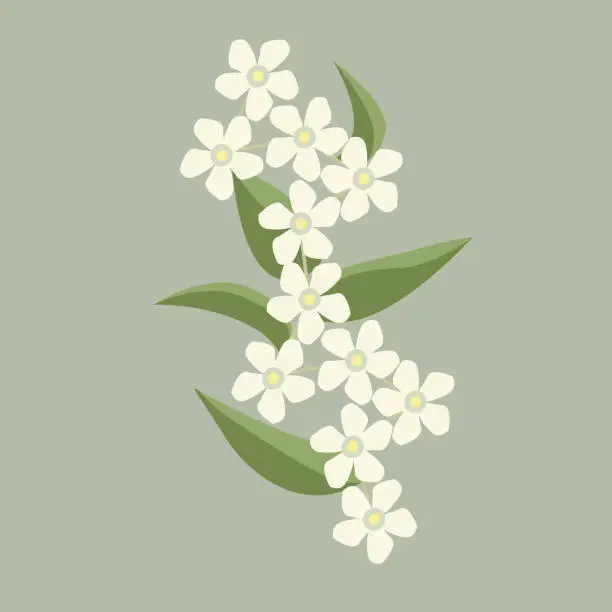 Vector illustration of Vector - Jasmine flower bouquet with leaves.