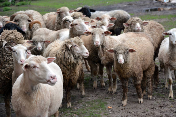 istock A flock of domestic sheep walks on a muddy pasture 1503370900