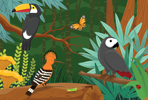 Hoopoe, toucan and parrot birds and bug in the rainforest they live in the ecosystem. an environment rich in flora and fauna. butterfly, beetle, grasshopper, birds, plant and Flower.