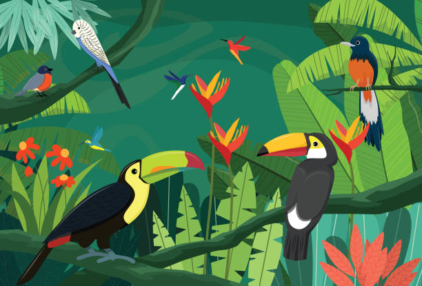 A wide variety of birds live in the rainforest where the environment is rich for foraging A wide variety of birds live in the rainforest where the environment is rich for foraging such as toucan, magpie, parrot, humming bird, pics for toucan flying stock illustrations