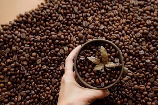 female hands holding shaped coffee beans