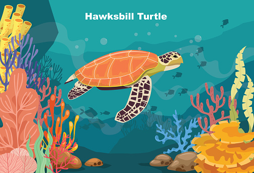Hawksbill turtle swimming in the blue sea along tropical reef with fish. Sea life in nature, colorful marine landscape with seaweed, corals and creatures