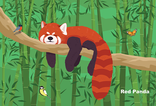 Red panda (Shining cat), endangered status Looks like a raccoon and a squirrel combined. There are both dark brown. yellow brown and red brown There are reddish-brown stripes alternating with white.