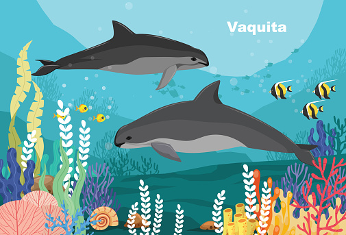 Tropical underwater vaquita and fishs on coral reefs. The vaquita is a species of dolphin native to the northern end of the Gulf of California in Baja California Mexico