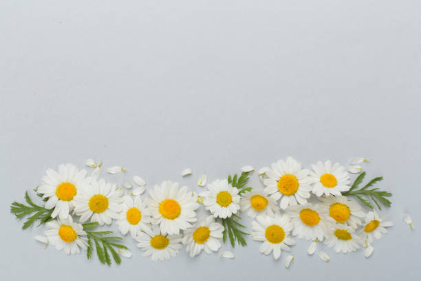 istock Flat lay with chamomile flowers on color background, top view 1503372097