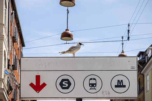 Copenhagen, Denmark - June 22th 2023: Black-headed gull also called hooded gull, Chroicocephalus ridibundus sitting on a railway sign pointing to a underground station in the center of the Danish capital
