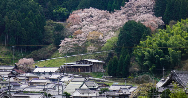 istock Mountain village with cherry flowers 1503373104