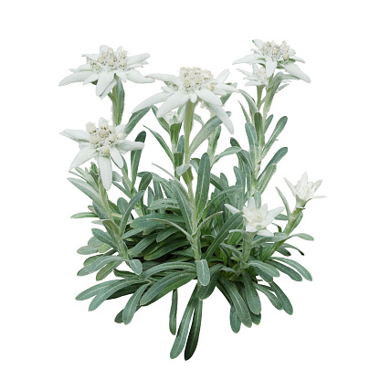 Group of Edelweiss flowers with furry petals and leaves isolated on white background. Edelweiss is a mountain flower rare flowering plant in Leontopodium genus belonging to the daisy family native to the European Alps