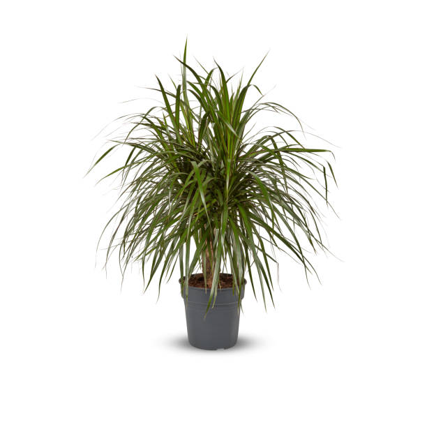 istock palm tree, betel nut, coconut leaf in a pot Cut out, isolated white background with clipping path 1503373222