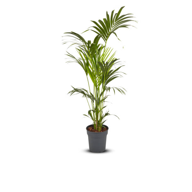 istock palm tree, betel nut, coconut leaf in a pot Cut out, isolated white background with clipping path 1503373230