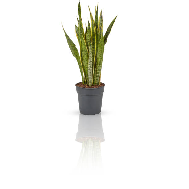 istock tree snake plant Cut out, isolated white background with clipping path 1503373243