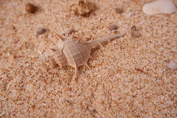 istock Close-up of a hermit crab shell on the beach sand. 1503373814